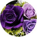 紫のバラの花言葉